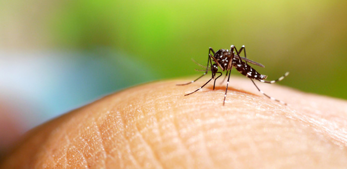 Indian scientists develop breakthrough dengue drug 